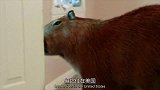 这家主人养了只水豚，不得不说这小东西还挺自律的