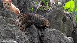 上偶遇三只猫