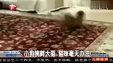 小狗挑衅大猫猫咪毫无办法