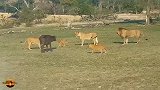 地主雄狮带着狮群捕猎小牛—简单轻松就加愉快