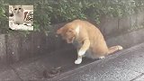猫咪蛇，猫碰到算我输；蛇从来没这么无语过