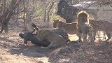 四脚朝天的大水牛，被三头母狮牢牢摁住