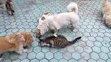 流浪猫和流浪狗温馨感人的和谐相处画面