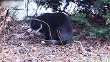 杂草中的小猫咪，看这蠢萌的样子，大家知道它在干嘛吗