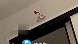 小猫踩坏吊顶灯，努力用爪子尝试复原
