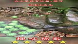 大山里没有冰箱，还可以吃冰西瓜