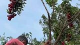 现在老人干活真绝了，果园好不容易有点收成