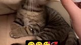 小猫咪喝奶瓶给旁边大猫急坏了