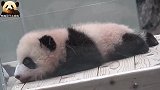 熊猫宝宝本色出演趴趴熊，乖萌又可爱，魅力不可挡