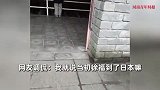 男子日本旅游发现兵马俑博物馆：俑坑规模不小，有模有样