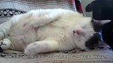 二货主人带公猫做完绝育手术，拆开绷带后喵星人发呆