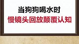 原来狗狗是这样喝水的啊？