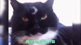 爆笑：此猫看面相就知道大有来头，这大概就是传说的“喵青天”
