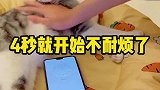 撸猫一分钟不被咬挑战不说了我要去打针了...快