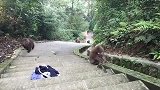 峨眉山猴子最怕的东西,拿出来一亮,猴子立马就怂了