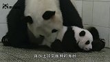 小熊猫不肯睡觉，熊猫妈妈被逼使出杀手锏，饲养员一旁捂嘴偷笑