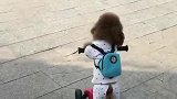 会玩滑板车的狗狗
