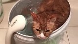 猫：泡澡真好，主人快放热水，我再泡会儿！