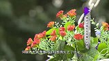女友贪玩成性，大叔不放心成天偷摸跟踪，直言：她年轻漂亮！