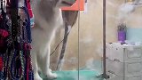阿拉斯加洗澡后吹毛如飘雪，最近换毛季掉毛比较厉害