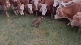 受伤的老鹰被牛群包围，谁知老牛来了一句：你是来拉屎的吧