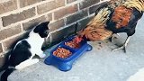 公鸡抢猫粮吃，当看到小猫的反应，笑坏了女主人