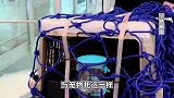“人宠同舱”成趋势？网友：限制太多，但有需求