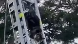英国：一猫咪被困树上48小时，顺着消防梯走下来成功“自救”