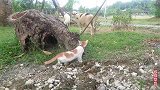 有趣的猫咪自不量力，山羊也想偷袭，看到最后猫咪好尴尬