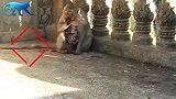 新出生的小猴子真是太棒了！神奇的猴子出生看起来很神奇