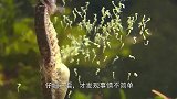 海马猛地抽搐，不断喷射出“不明物体”，原来它是在干这个！