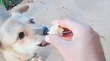 原来狗狗真的会害怕咬到主人的手，这要扔地上绝对一口就吃了