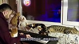 男子每天给猫咪弹琴，这么多才多艺，为啥你还是单身？