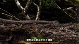独自狩猎的小岩莽未必总能成功,稳准狠的捕猎技能是生存必须!