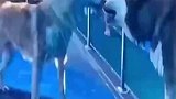 两狗交战不斩乐师，狗这辈子也没这么无语过