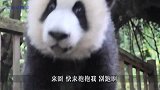 离我远点，鼻涕都甩我脸上来了，熊猫宝宝太辣眼了！