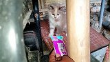 朋友收养的小野猫，看见我就跑，拿出猫零食不信撸不到你
