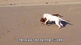 世界上3中最危险的狗！攻击力轻松碾压藏獒，看到赶紧逃命吧