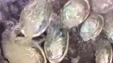 红烧鲍鱼！做法就是这么简单