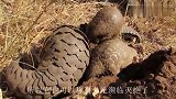 穿山甲挖洞速度究竟有多快？看完简直不敢相信，这速度也太快了