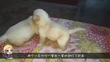 两只小奶狗打架，狗妈妈来劝架还敢顶嘴，接下来忍住别笑