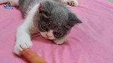小喵妹想找胖猫姐玩，猫姐伸爪警告它，猫姐优雅的敲门太有范了