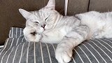猫咪：不好意思，实在太困了