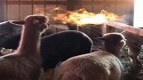 羊驼：阳光下看起来好像一只“喷火神兽”！