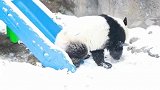 上海终于下雪了熊猫宝宝在雪中尽情的玩耍