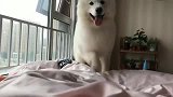 不要让狗狗发现你醒了，直接就扑过来，这么大一只