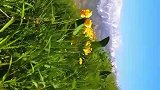 报春花、野芍药花开满伊犁果子沟