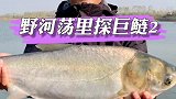 黄冈内河荡子寻巨鲢