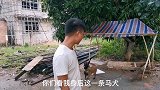 将一瓶芥辣给马犬试吃，到底会有什么反应？马犬：这是人干的事