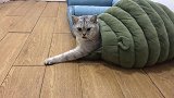 猫咪越来越懒，每天的运动量就是，从一个窝挪到另一个窝